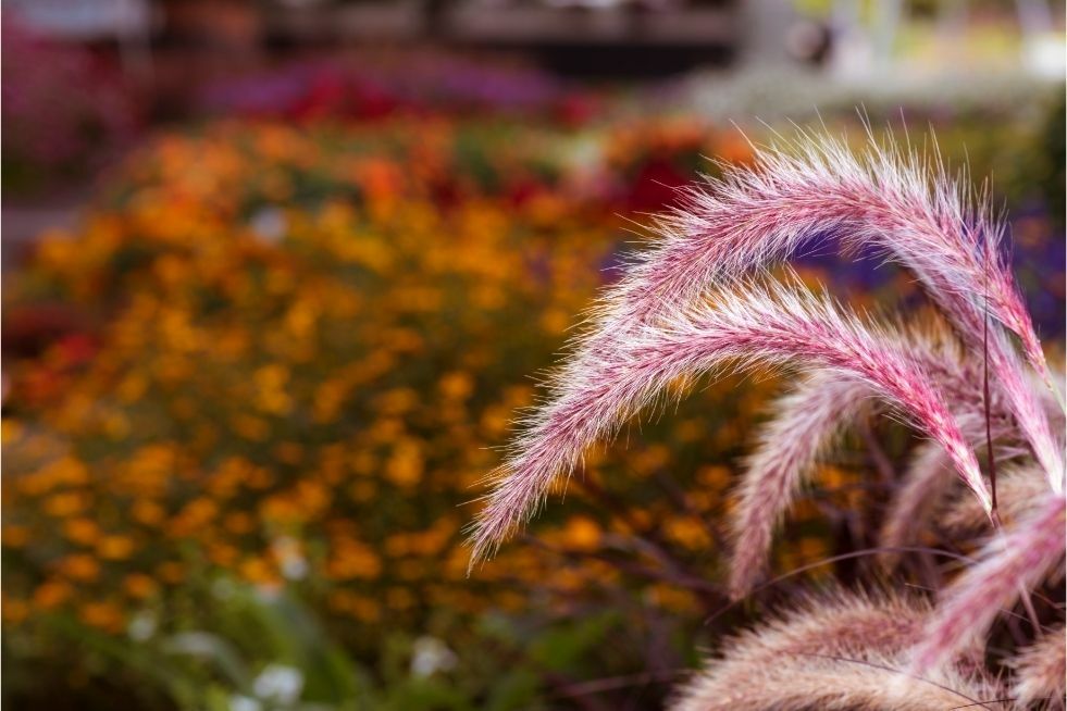 ogród marzeń: postaw na trawy ozdobne