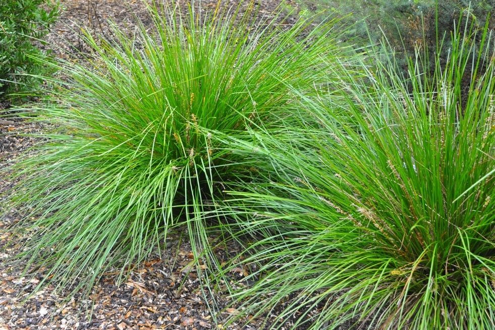 kostrzewa w ogrodzie