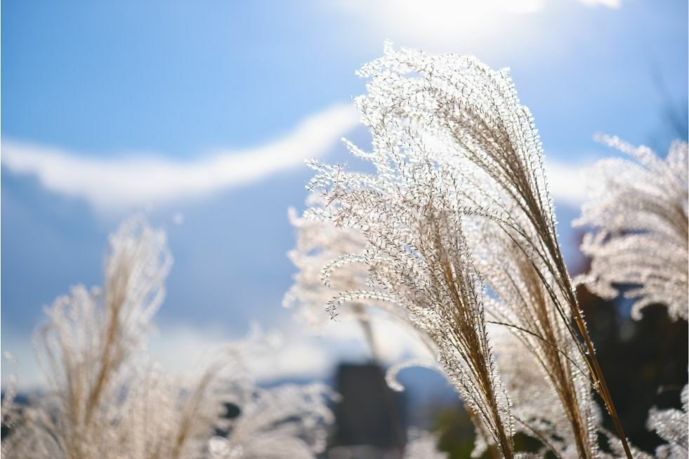  miskant trawa ozdobna