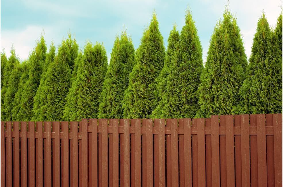 ogrodzenie drewniane z tujami