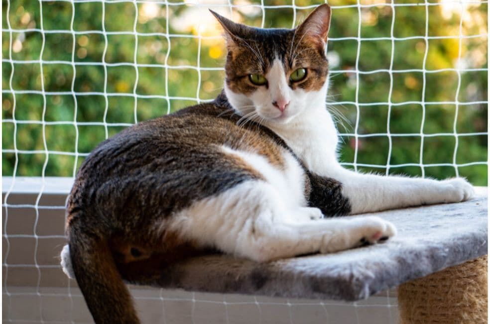 siatka dla kota na balkon