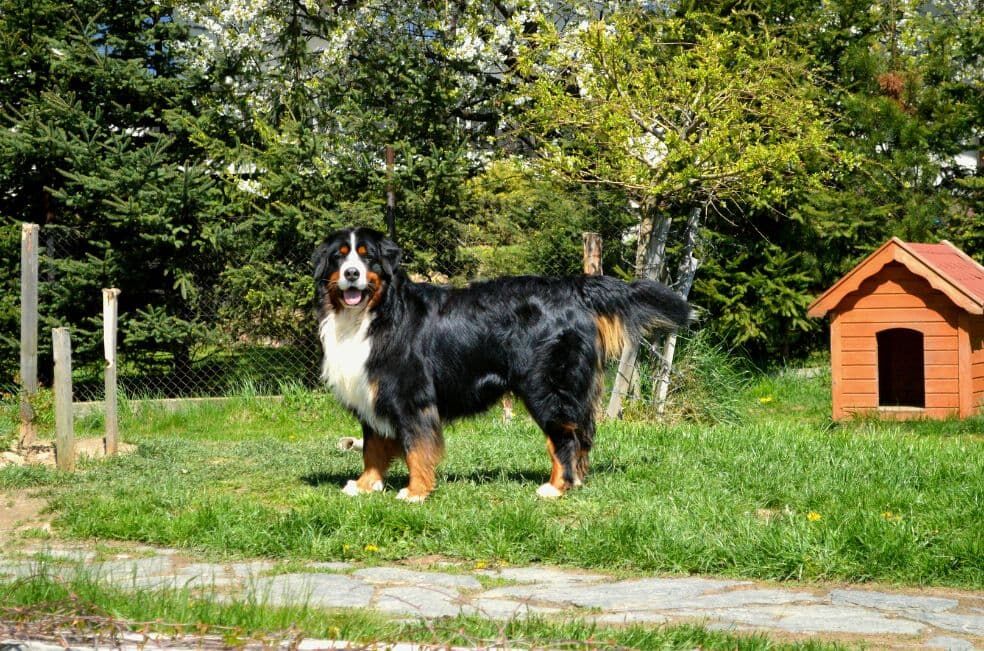 Jak duża powinna być buda dla psa i jak ją zbudować?