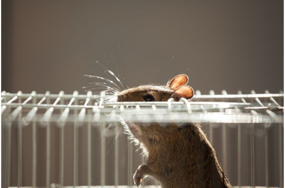 co kupić dla gryzonia