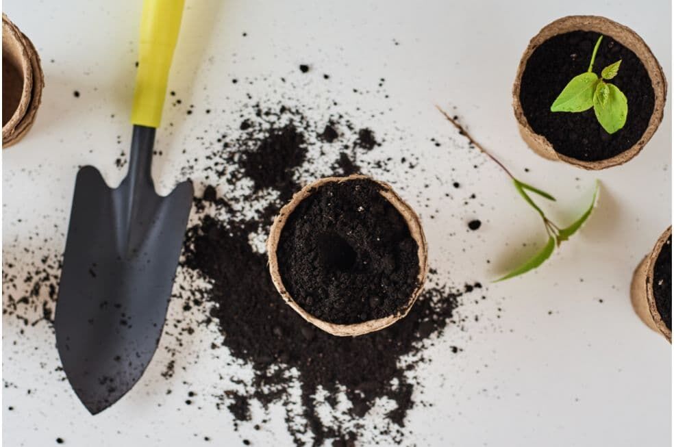 sadzenie czosnku w doniczce