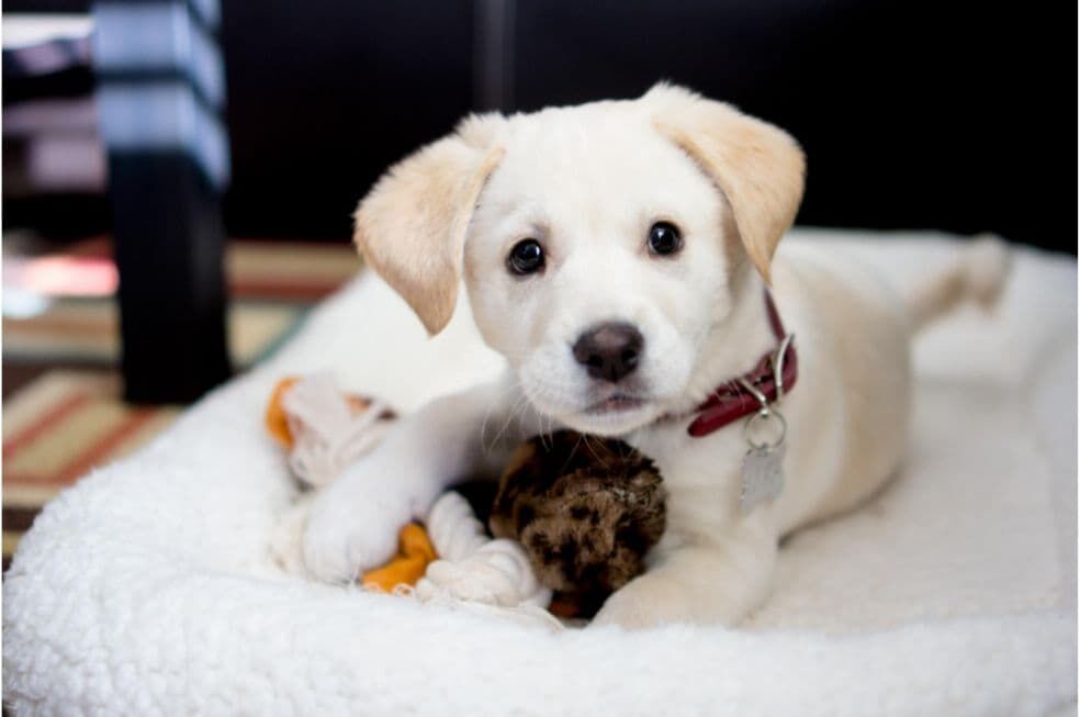 szczeniak w legowisku z zabawkami dla psa