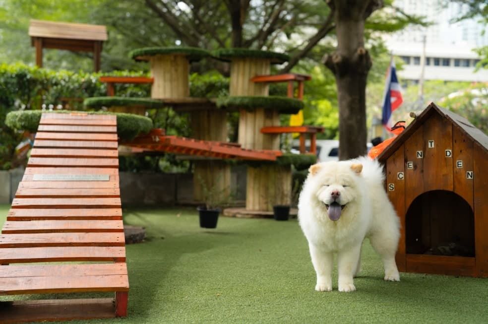 wybieg dla psa w ogrodzie