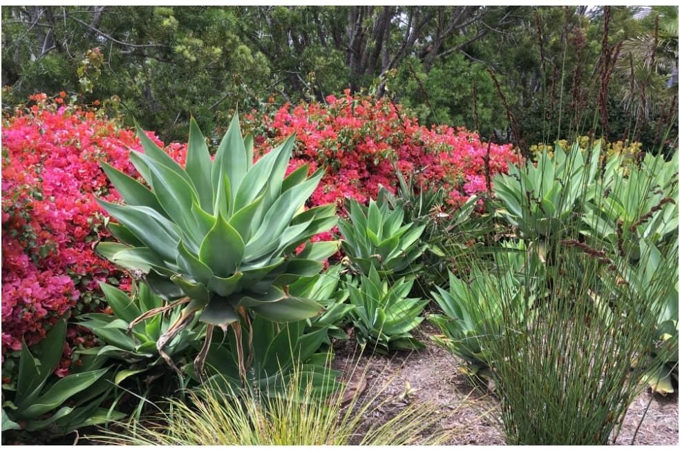 rośliny ogrodowe odporne na suszę