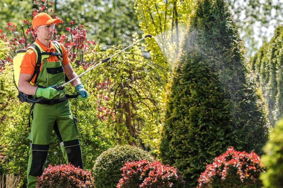 mężczyzna prsykający rośliny w ogródku