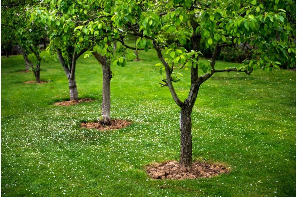 odległość sadzenia drzewek owocowych