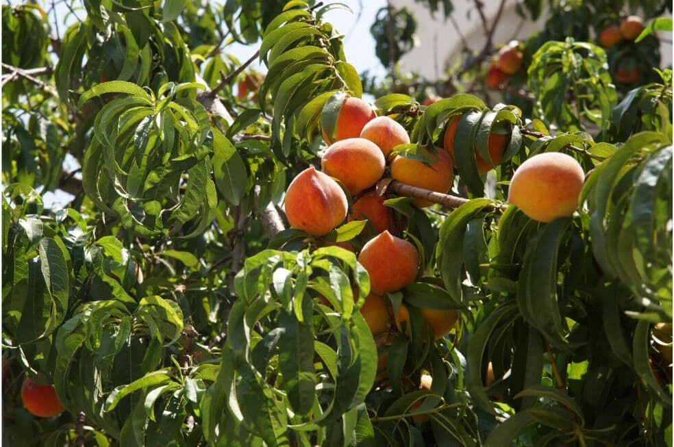 dojrzałe brzoskwinie na drzewie