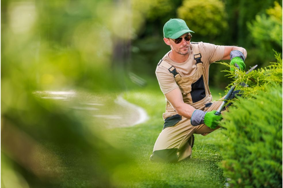 mężczyzna przycinający drzewko w ogrodzie