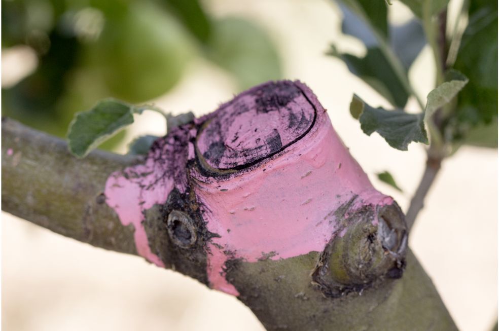 zabezpieczenie gałęzi po cięciu