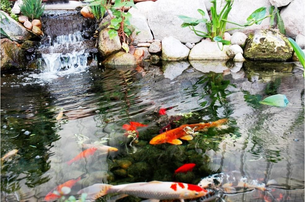 pływające kolorowe ryby w stawie