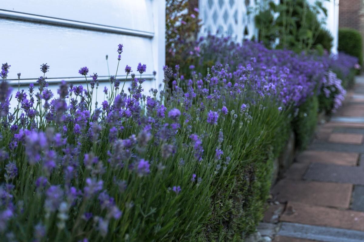 Lawenda - uprawa w ogrodzie