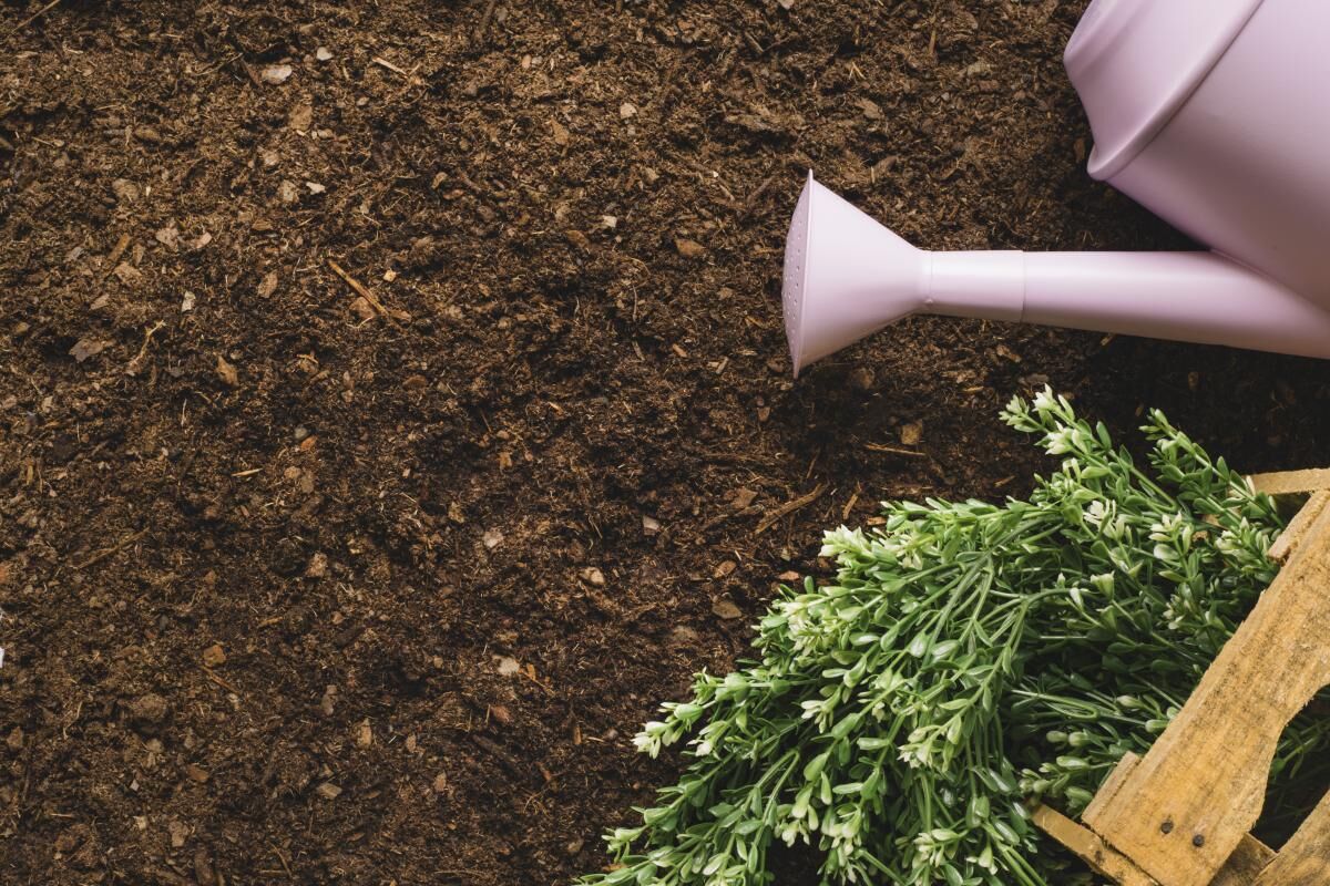 Torf do ogrodu - jaki wybrać