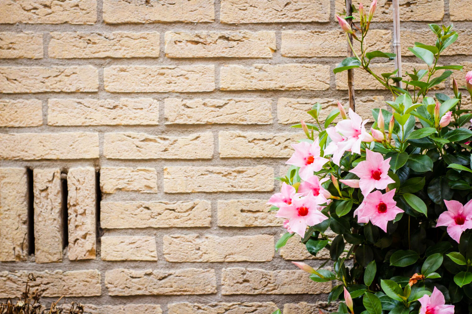 ceglana ściana z kwiatkiem