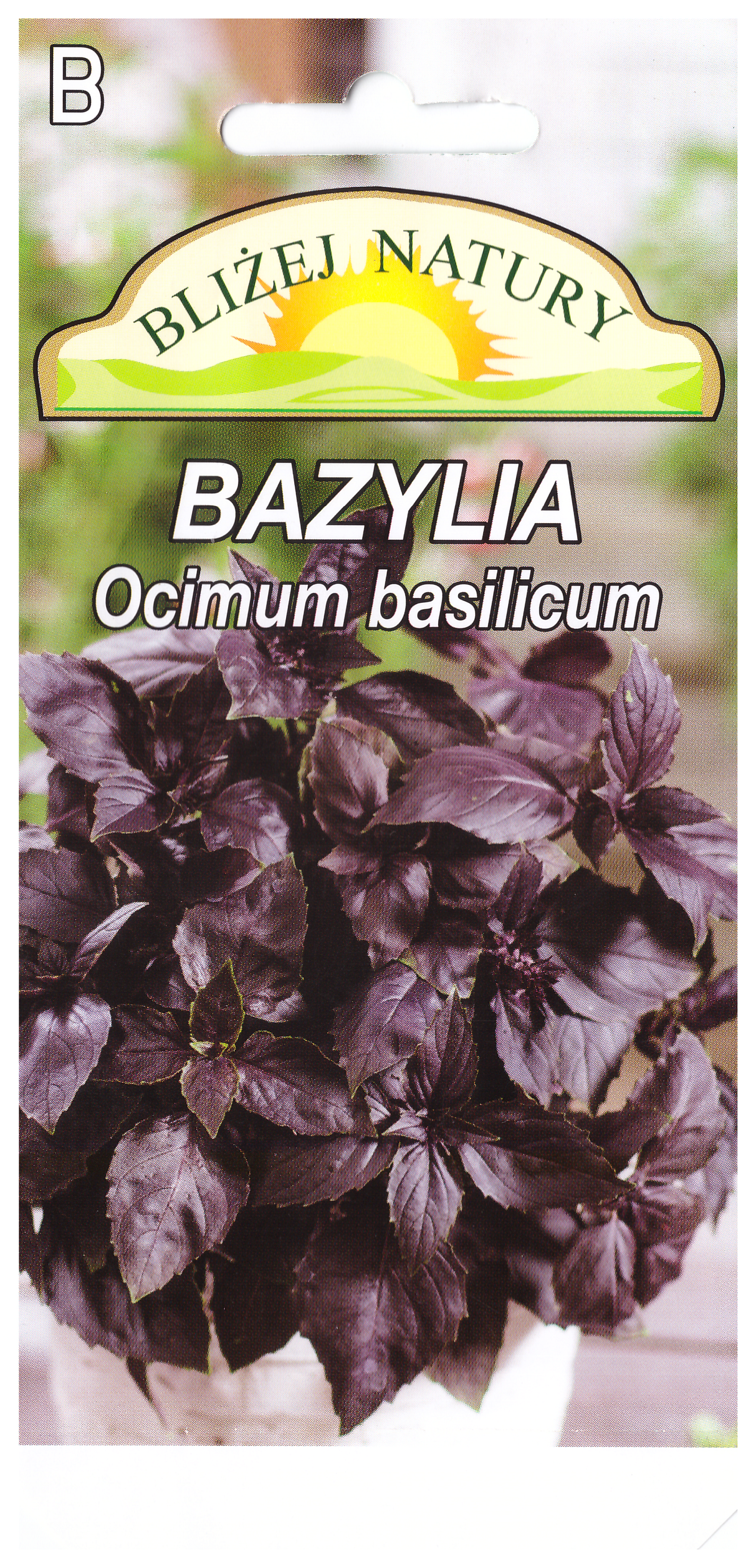 Bazylia pospolita czerwona miniaturka