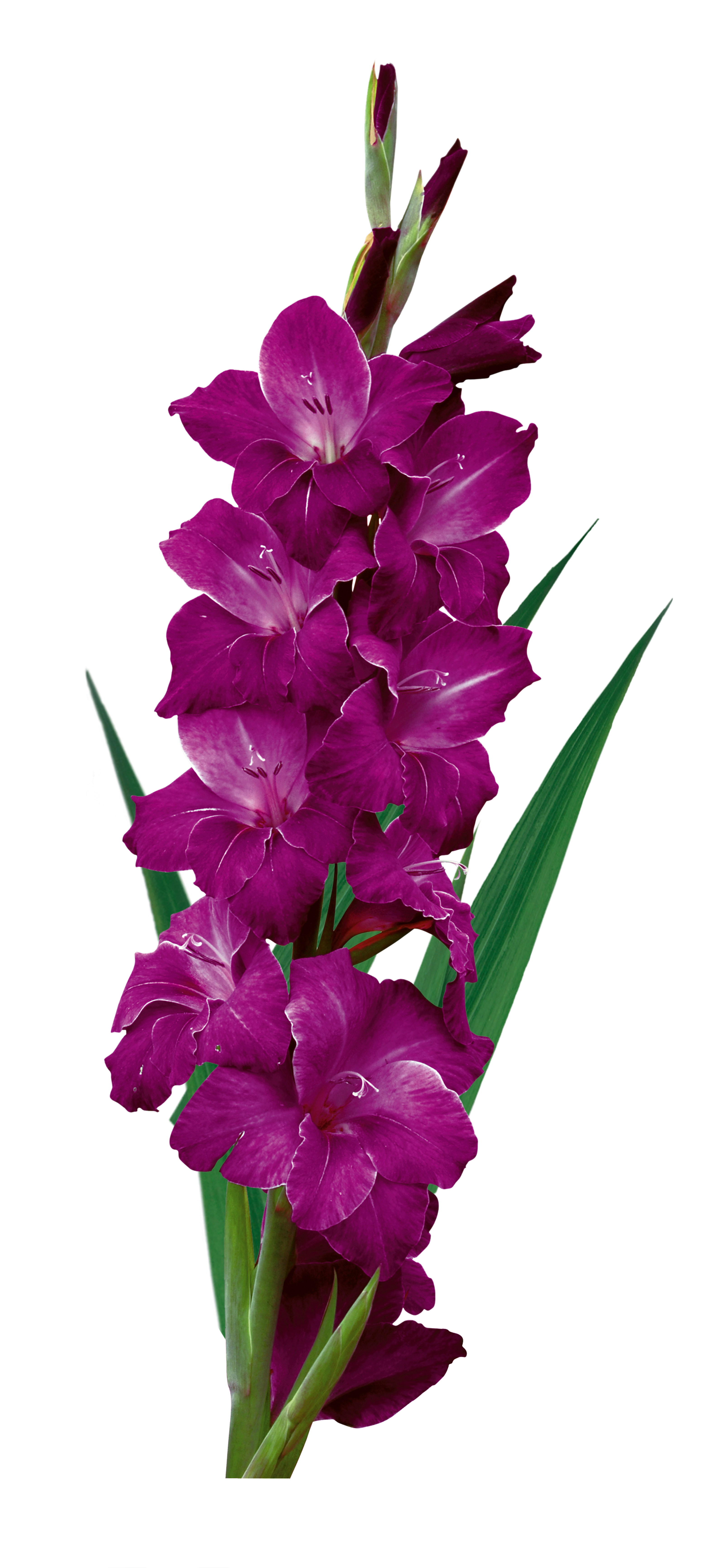 Mieczyk Flora 1 sztuka fioletowy miniaturka