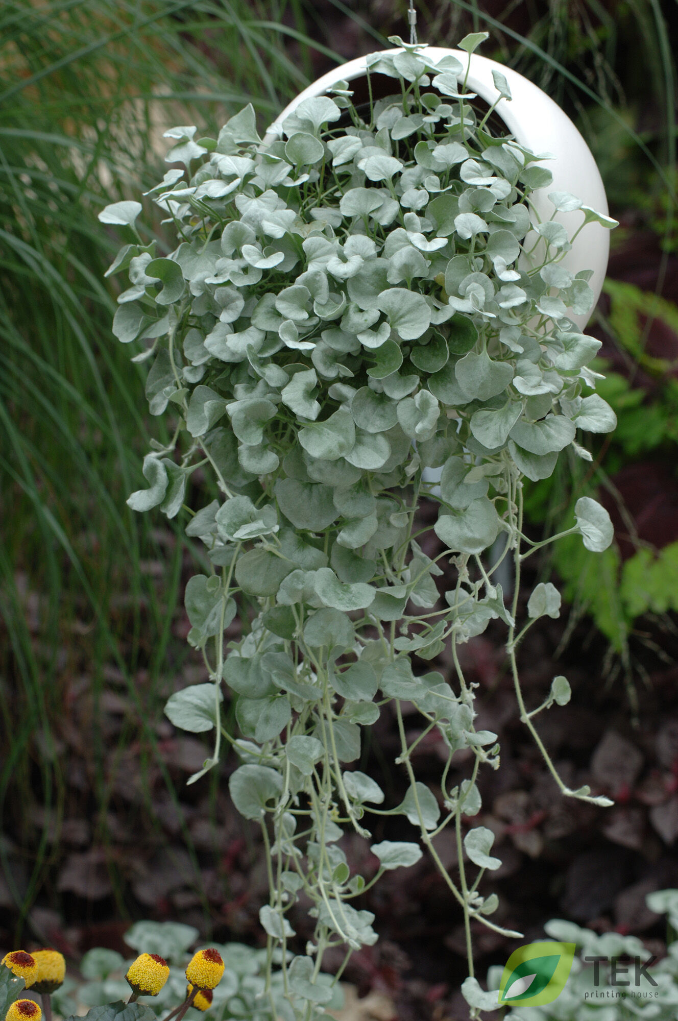 Dichondra