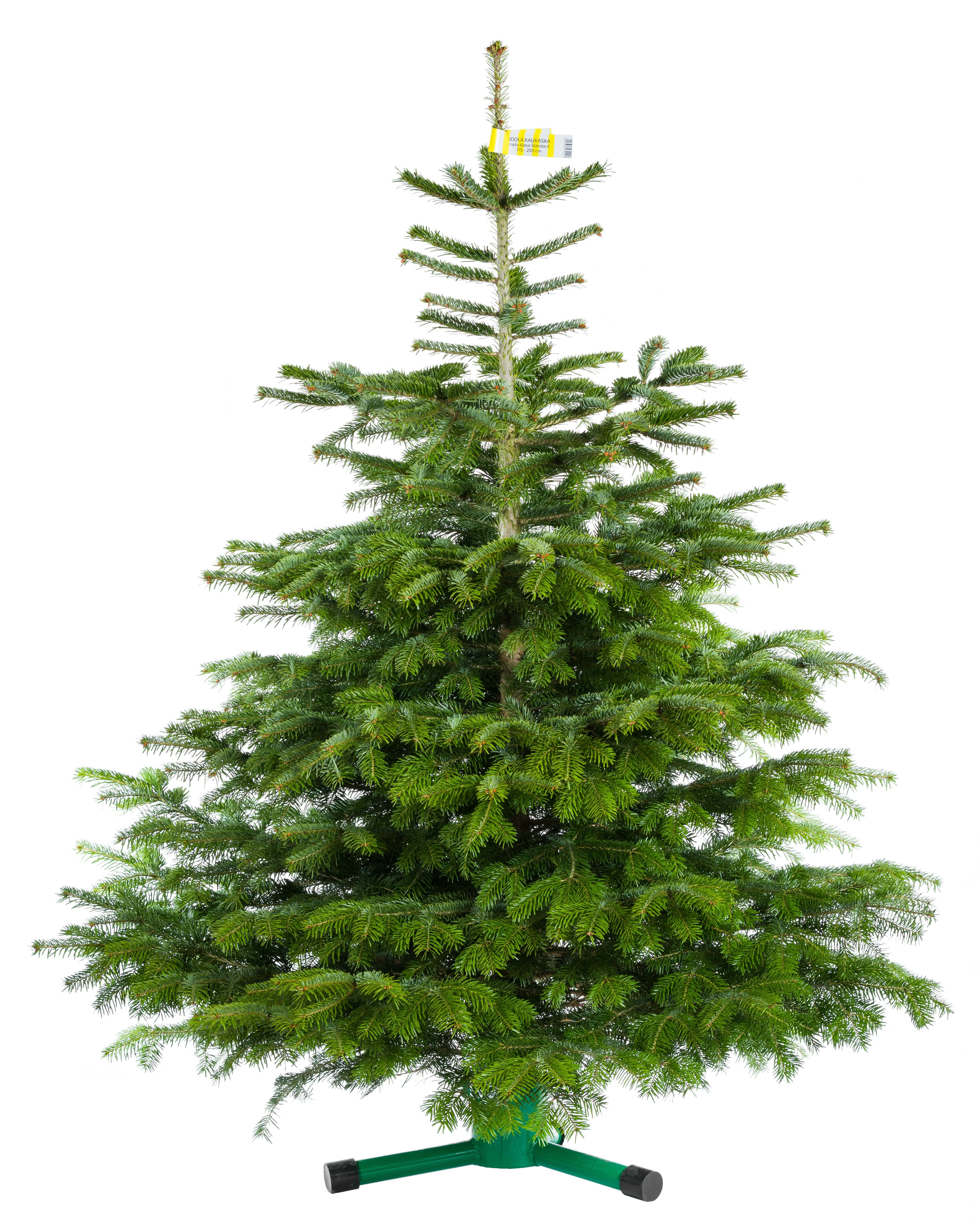Jodła kaukaska cięta 175 - 200 cm
