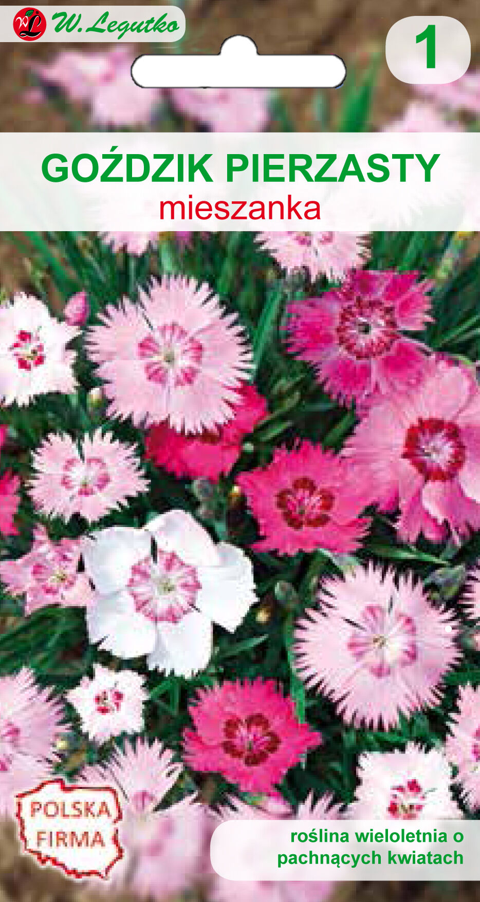 Goździk pierzasty mieszanka W.Legutko