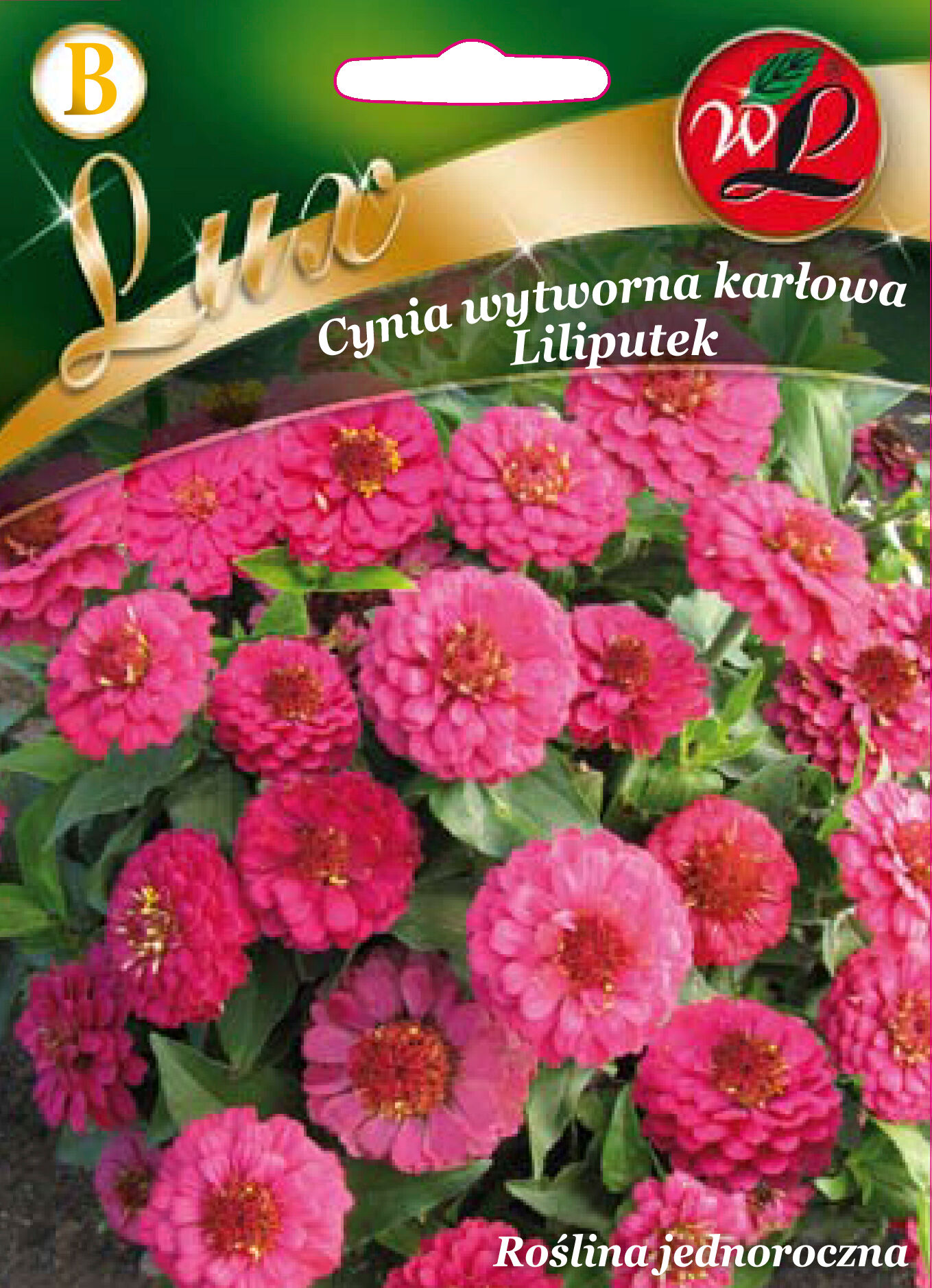Cynia wytworna karłowa Liliputek różowe W.Legutko