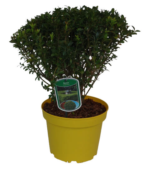 Bukszpan wieczniezielony wys. 30-40 cm don. 22 cm