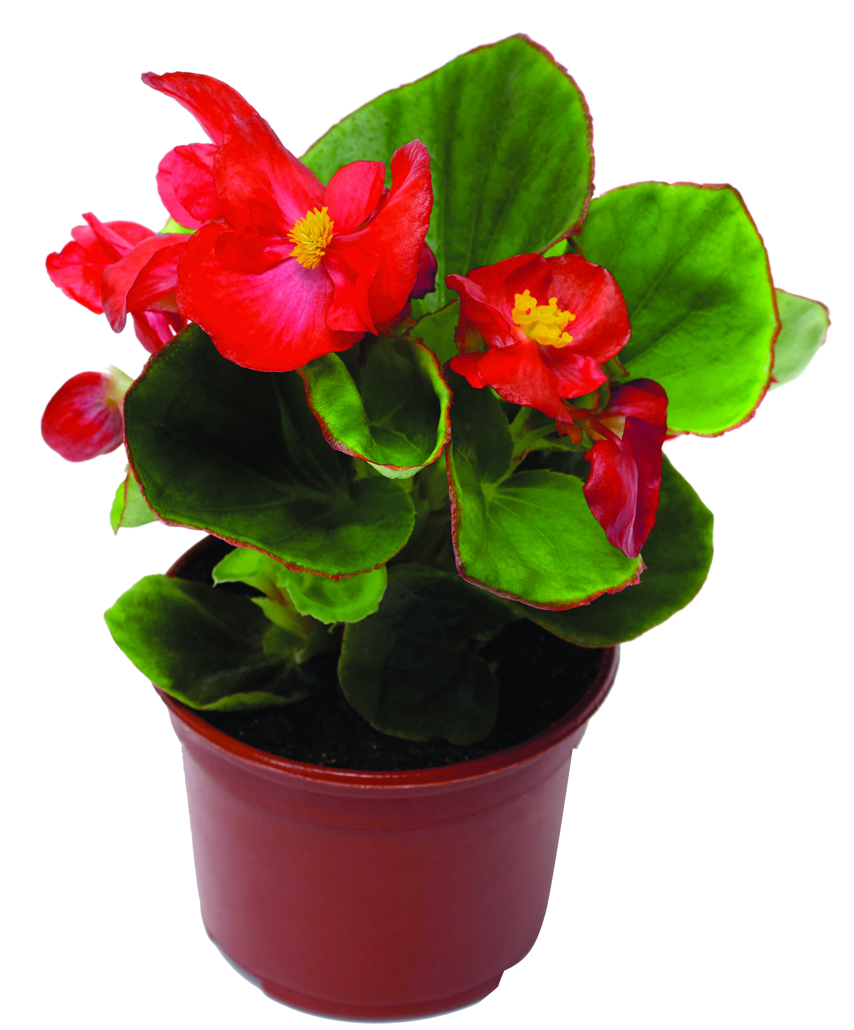 Begonia stale kwitnąca don 9 cm miniaturka