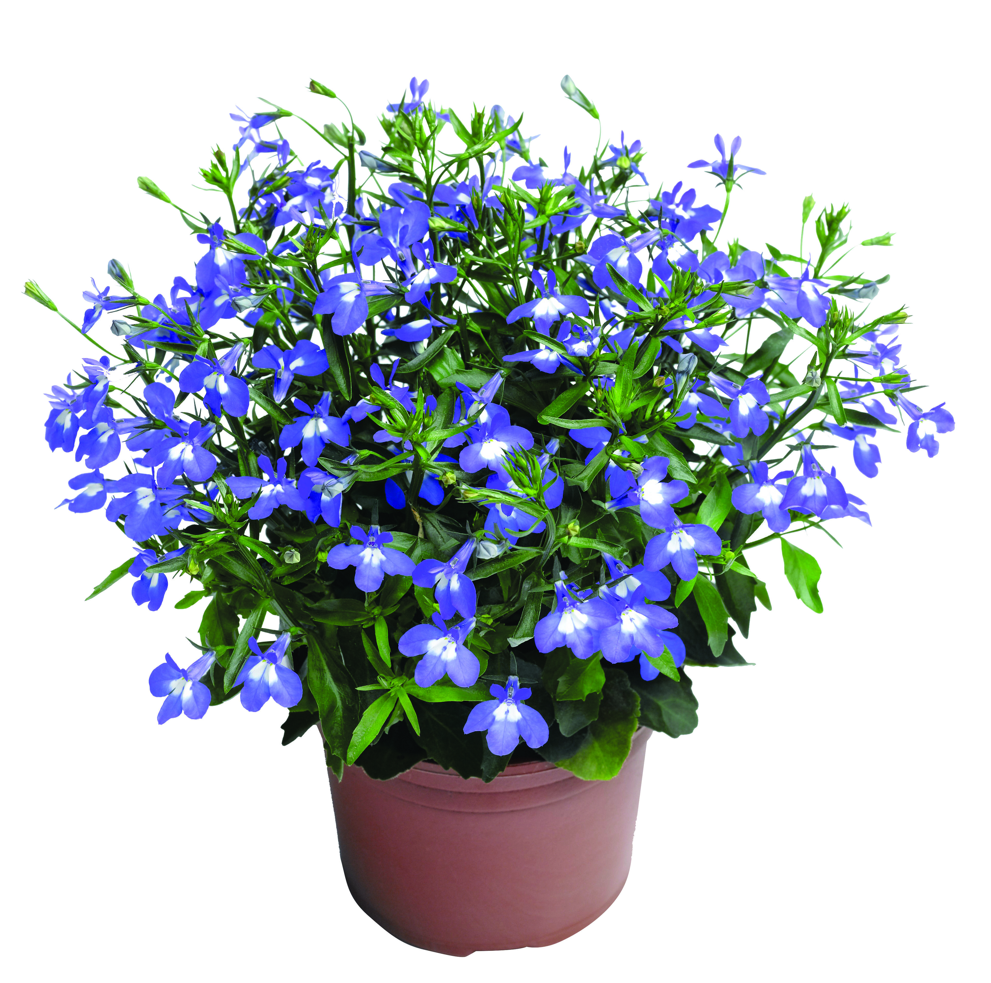 Lobelia rabatowa don 9 cm miniaturka