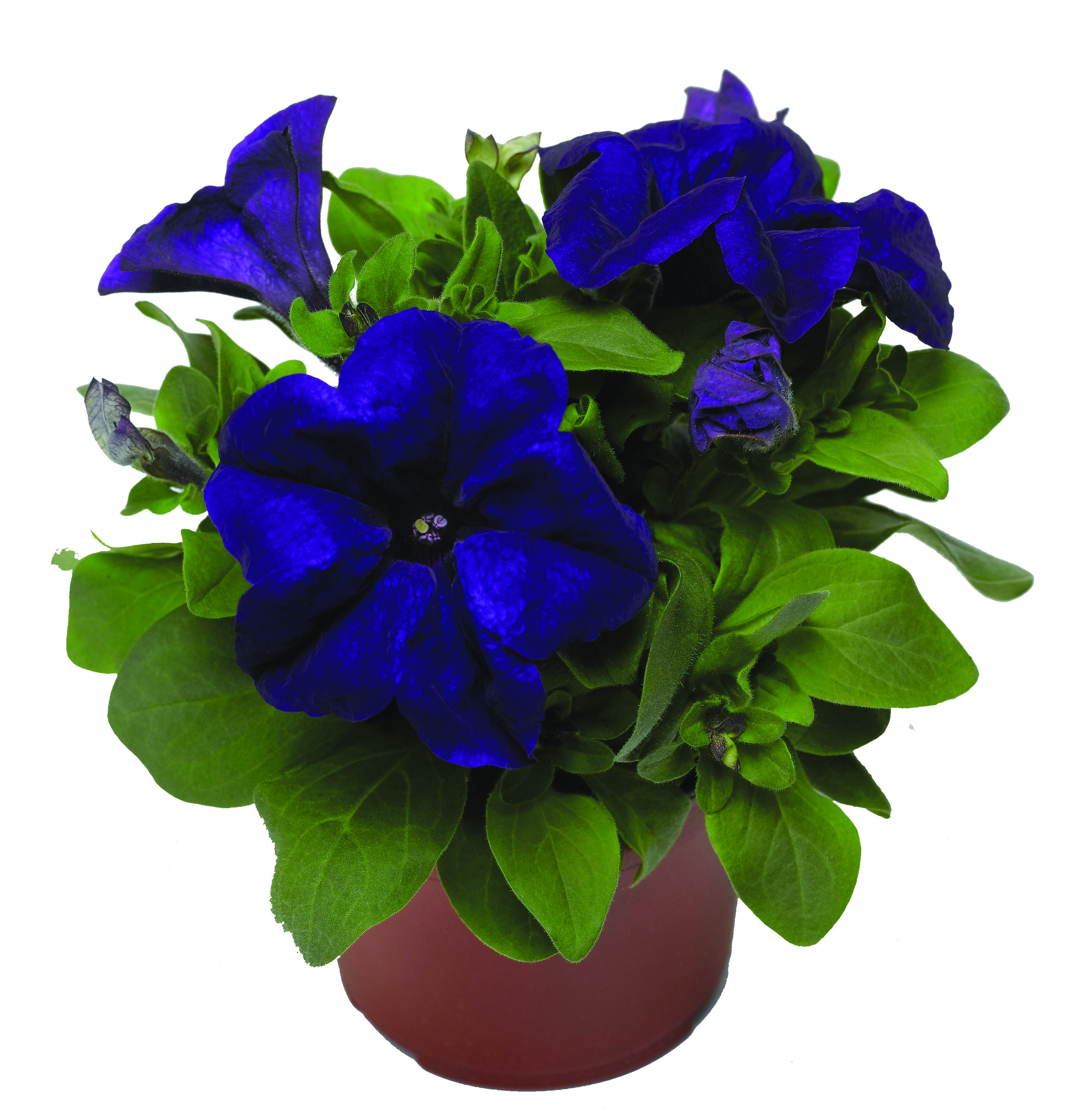 Petunia rabatowa wys. 15 cm don. 9 cm miniaturka