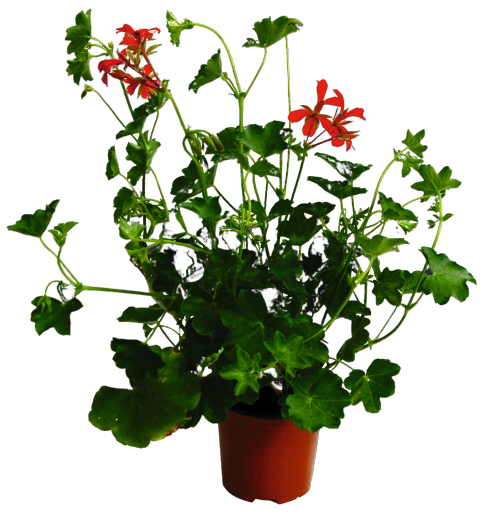 Pelargonia bluszczolistna miniaturka