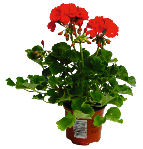 Pelargonia rabatowa miniaturka