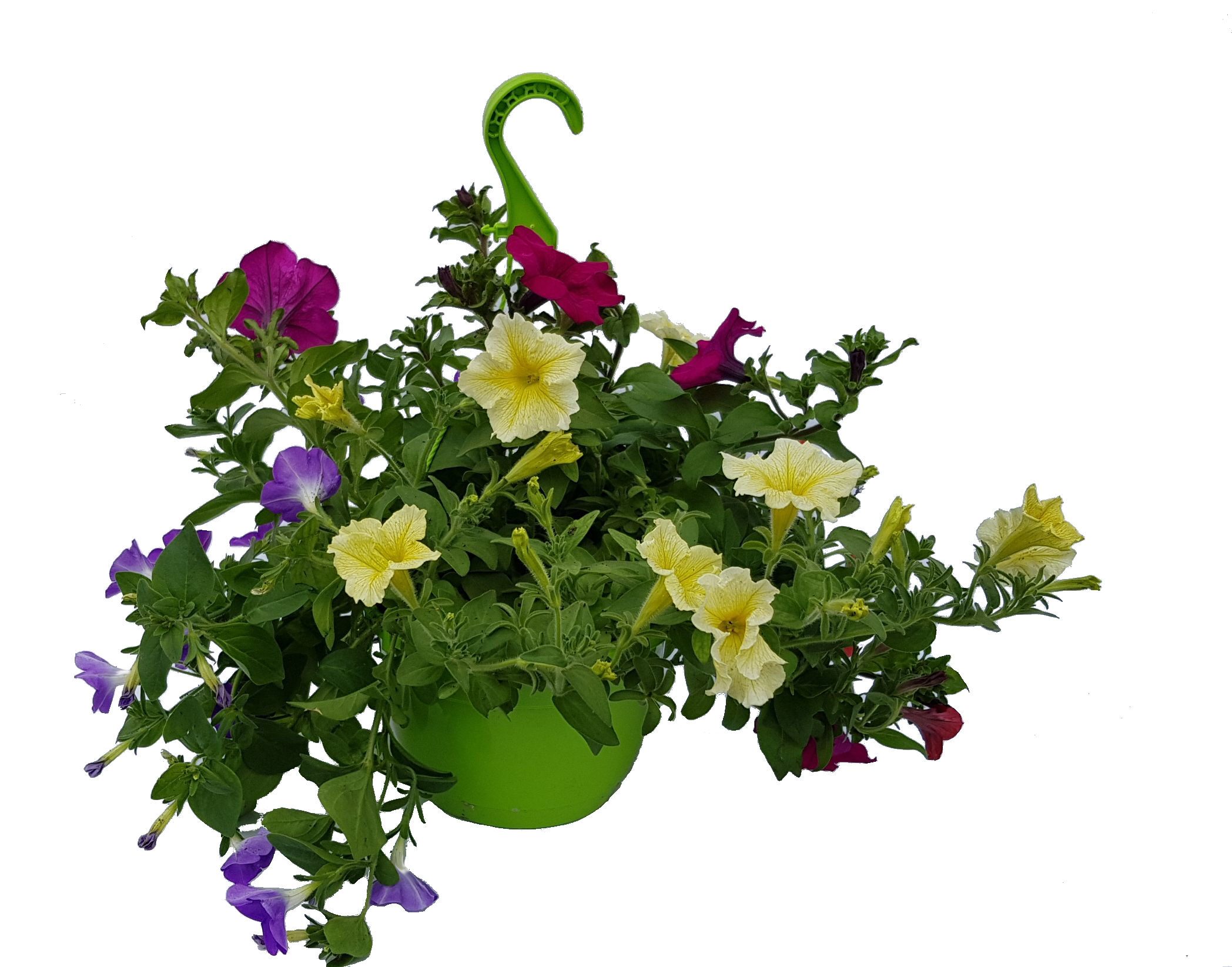 Rośliny kwitnące w wiszącej donicy, wys.30 cm, śr.don.21 cm