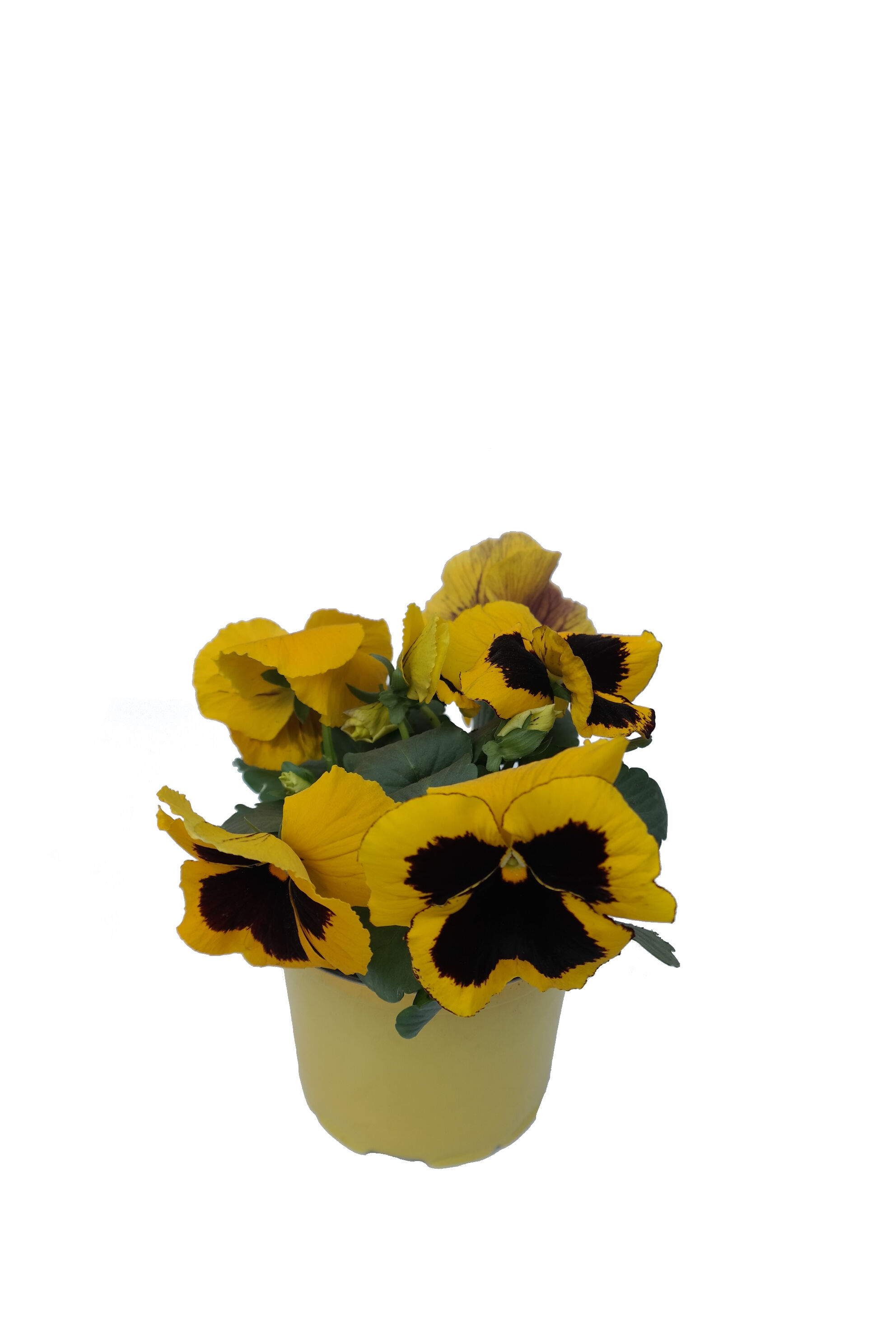 Bratek wielkokwiatowy don. 12 cm miniaturka