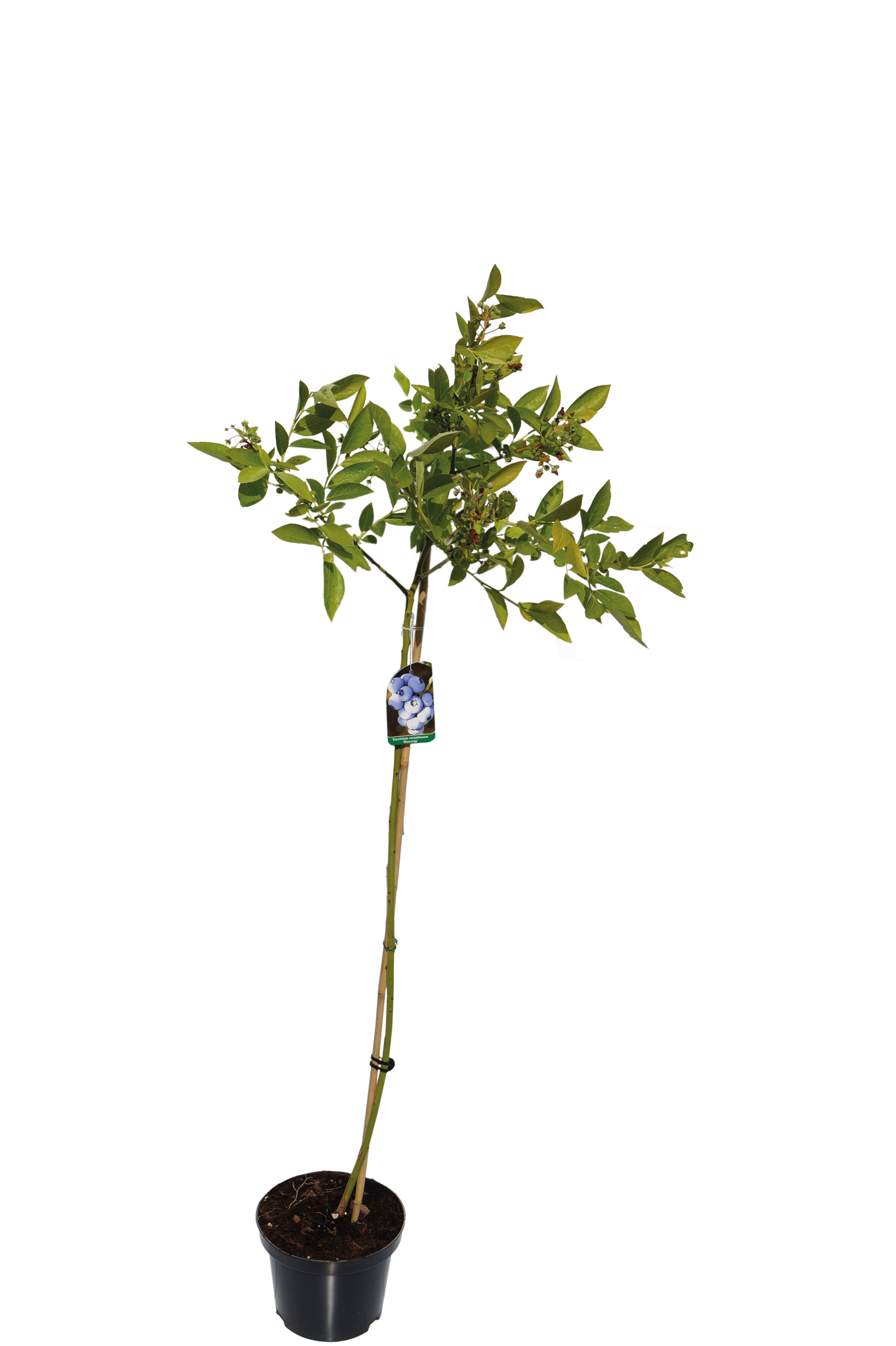 Borówka amerykańska na pniu wys. 80-100 cm don. 2 l
