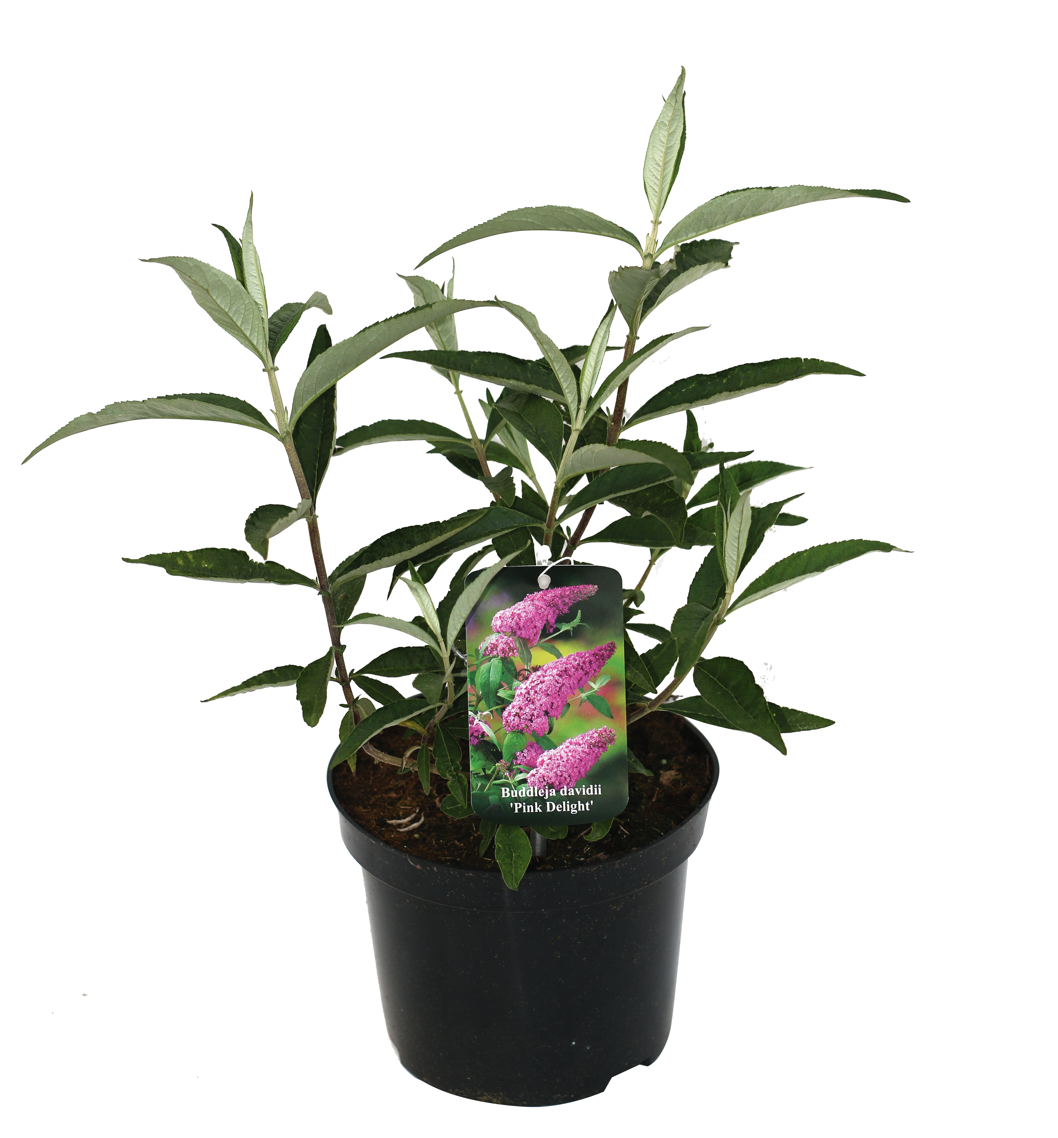 Budleja Davida wys. 40-50 cm don. 3 l miniaturka