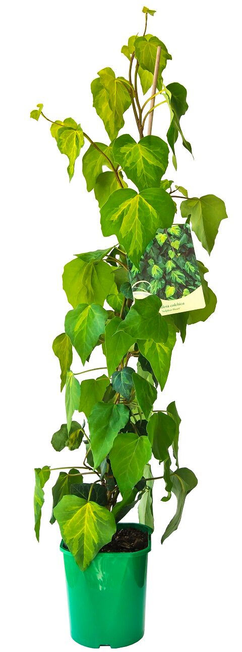 Bluszcz kolchidzki 60 cm don. 2 l