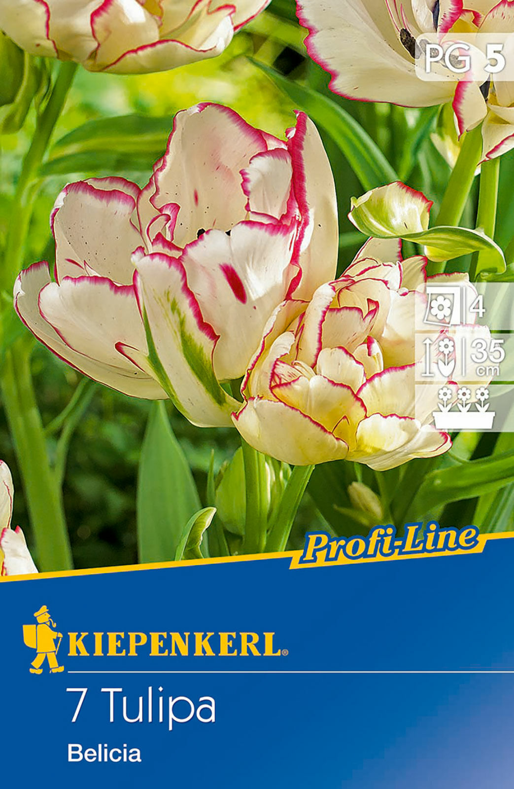 Cebule tulipanów Profi-Line Mehrblütige Tulpe Belicia
