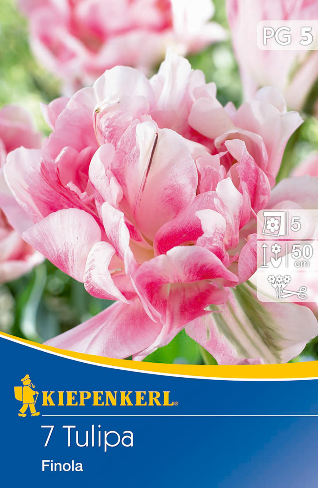 Cebule tulipanów Gefüllte späte Tulpe Finola