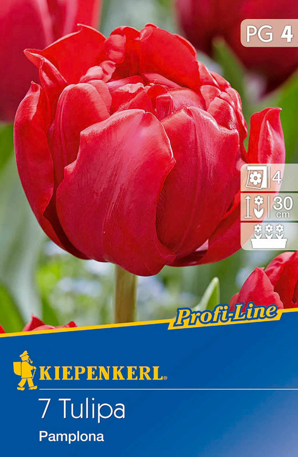 Cebule tulipanów Profi-Line Gefüllte frühe Tulpe Pamplona