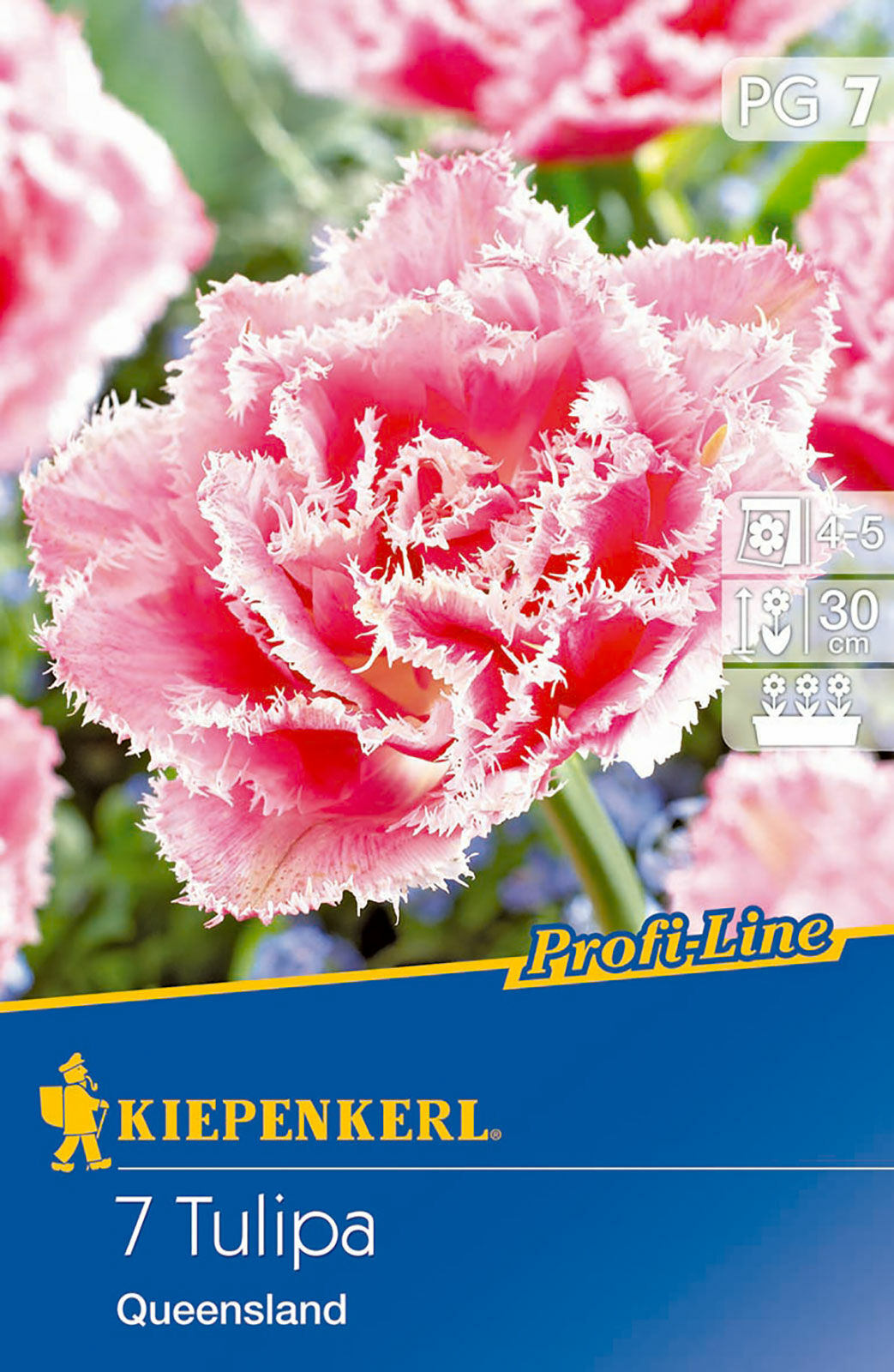 Cebule tulipanów Profi-Line Gefranste Tulpe Queensland