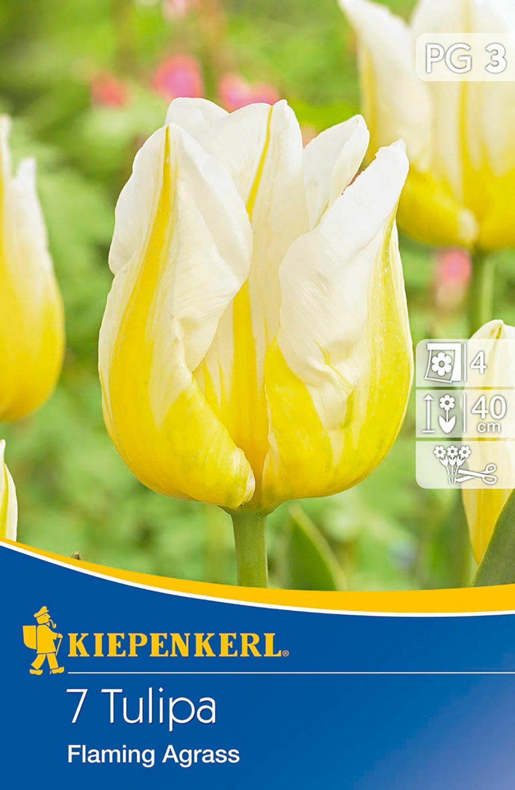 Cebule tulipanów Triumph-Tulpe Flaming Agrass