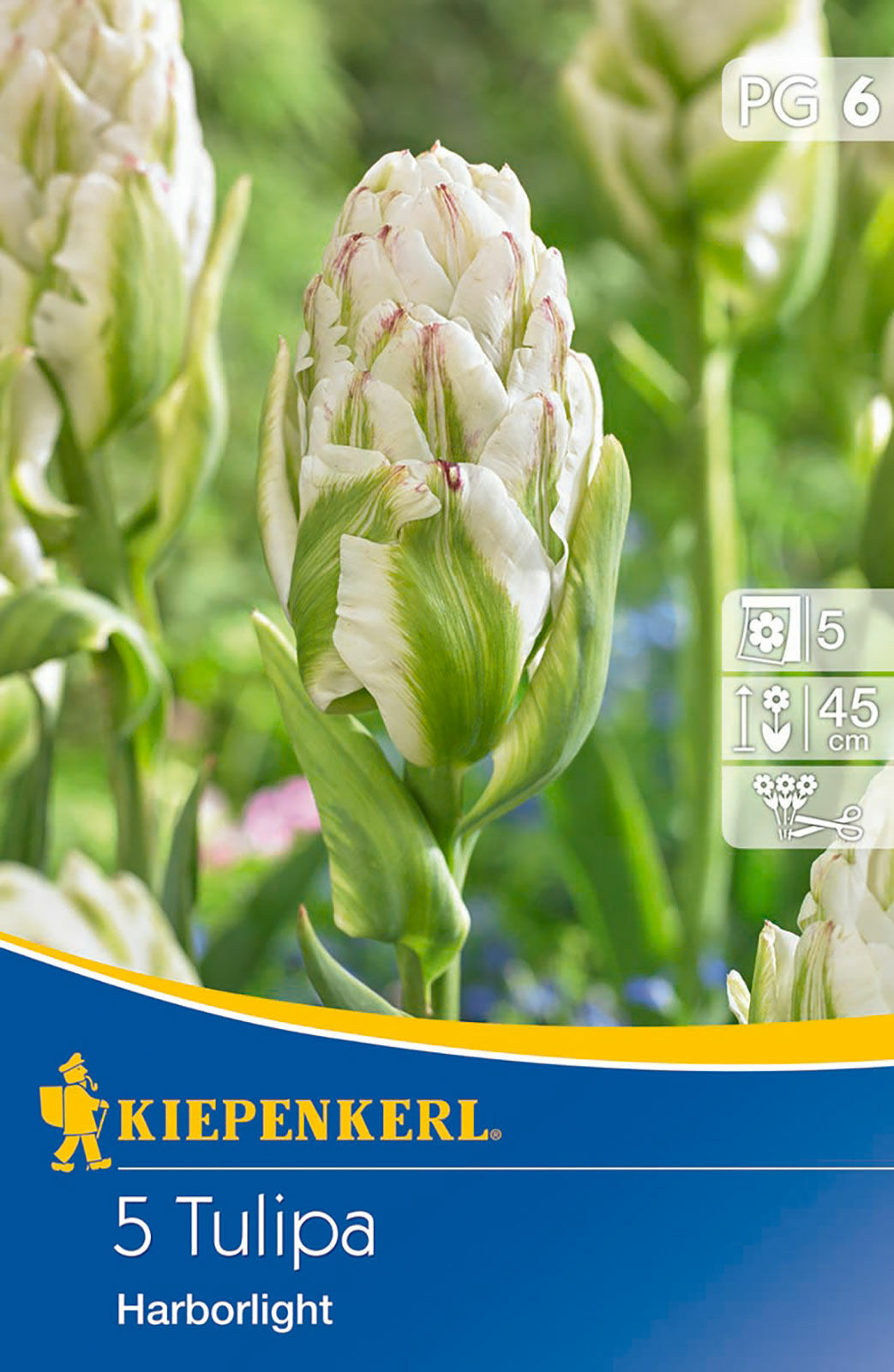 Cebule tulipanów Gefüllte Tulpe Harborlight
