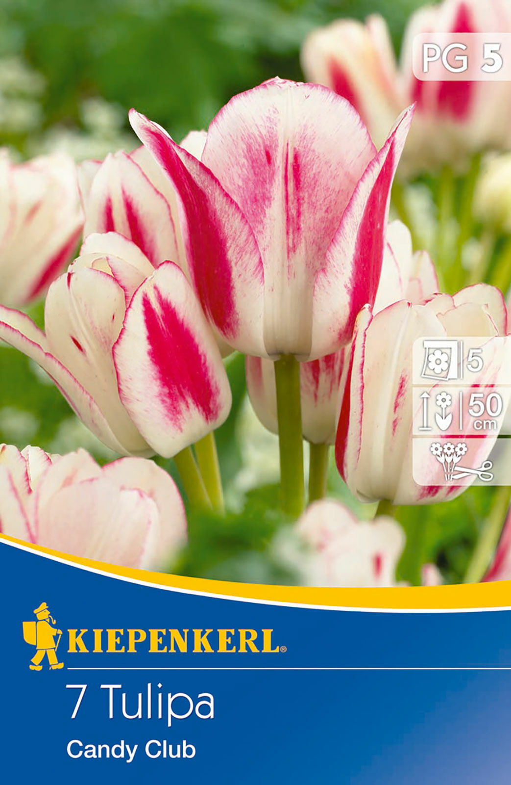 Cebule tulipanów Mehrblütige Tulpe Candy Club