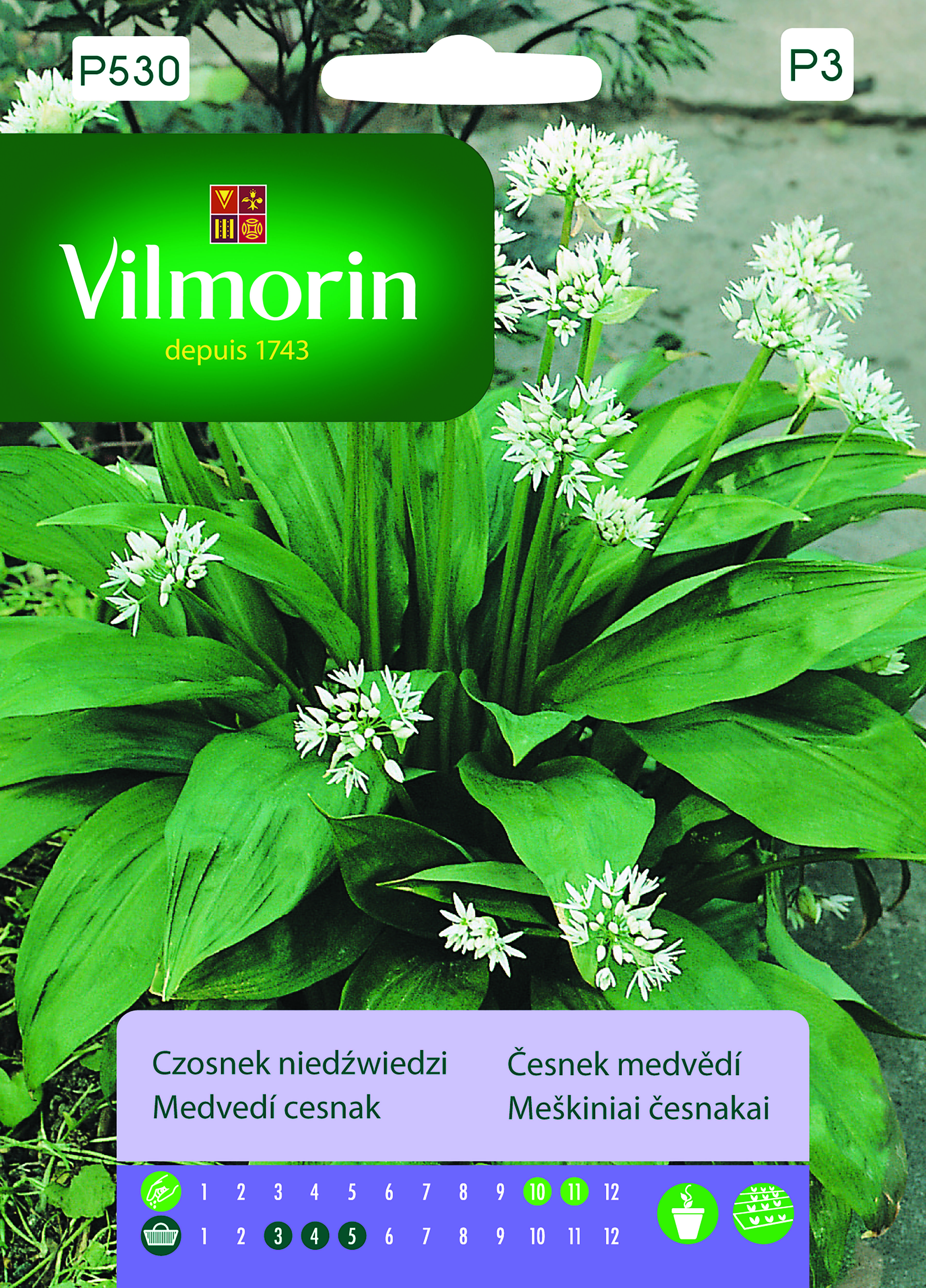 Czosnek niedźwiedzi 0,5 g Vilmorin Garden