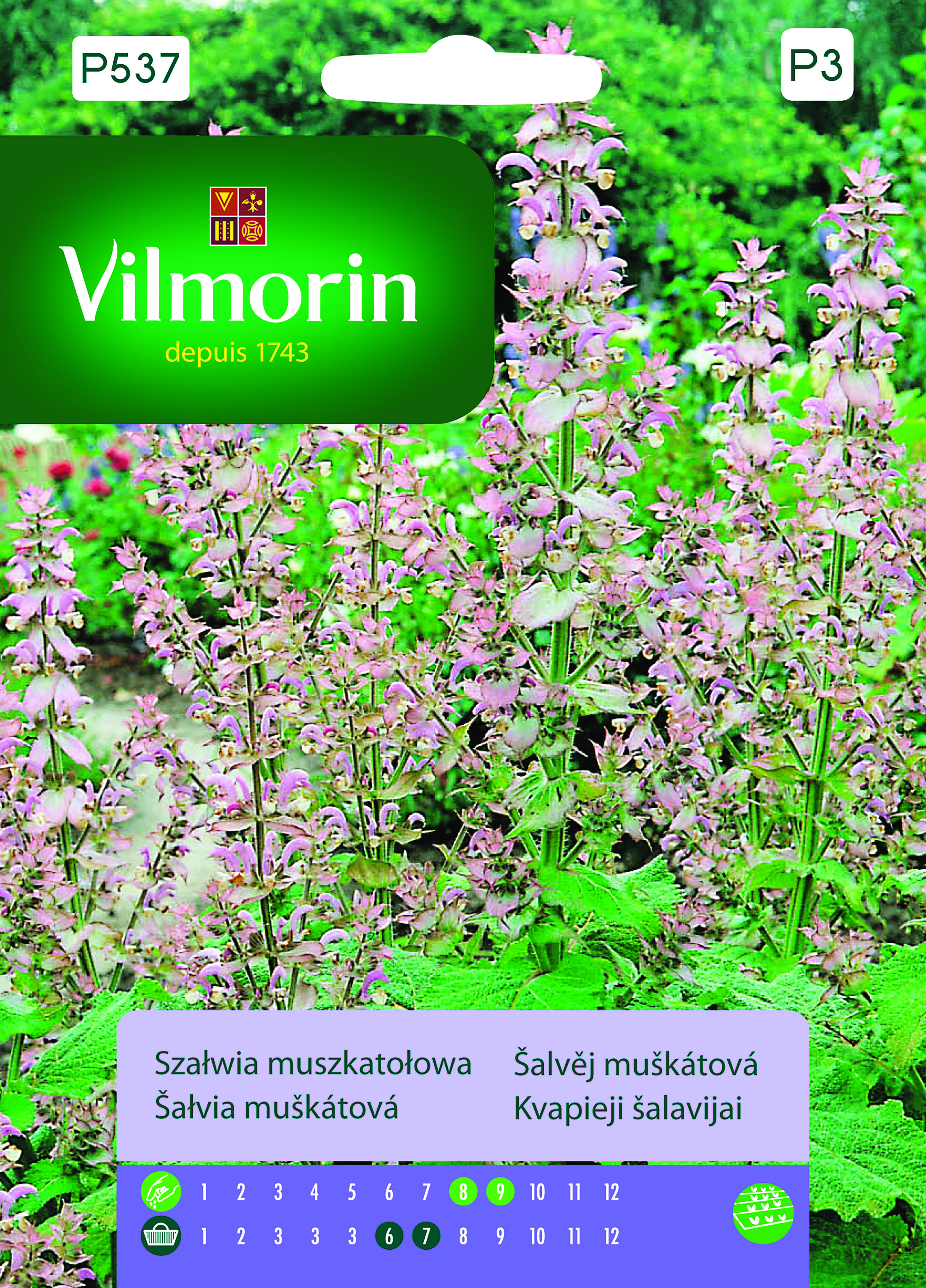 Szałwia muszkatołowa 1 g Vilmorin Garden