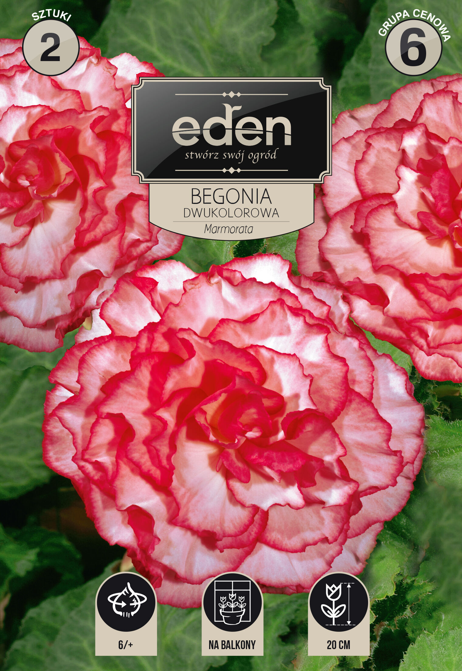Begonia bulwiasta dwukolorowa Marmorata 2 sztuki Eden