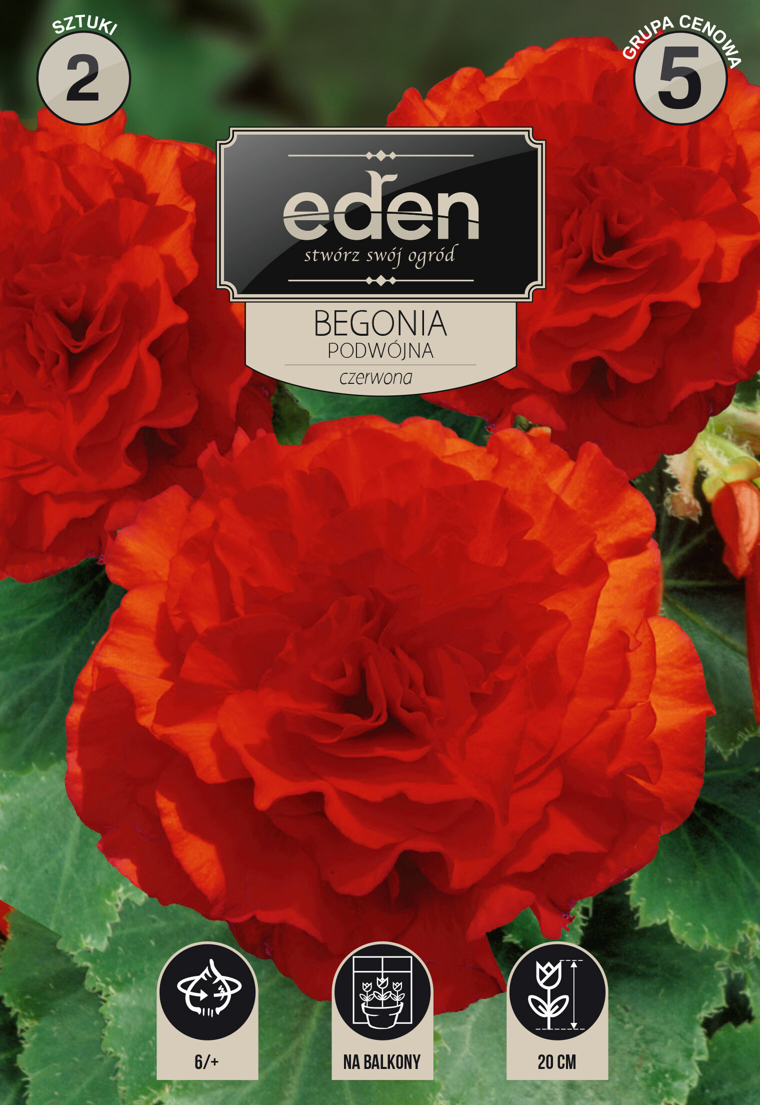 Begonia bulwiasta podwójna czerwona 2 sztuki Eden