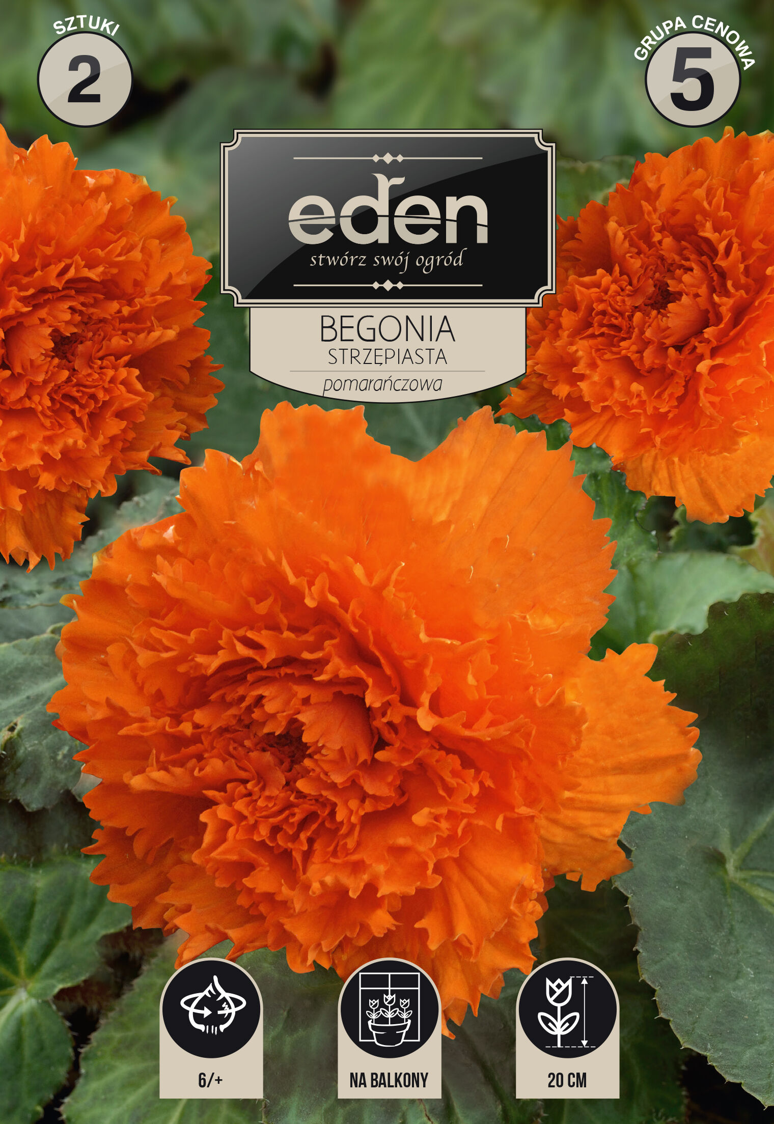 Begonia bulwiasta strzępiasta pomarańczowa 2 sztuki Eden