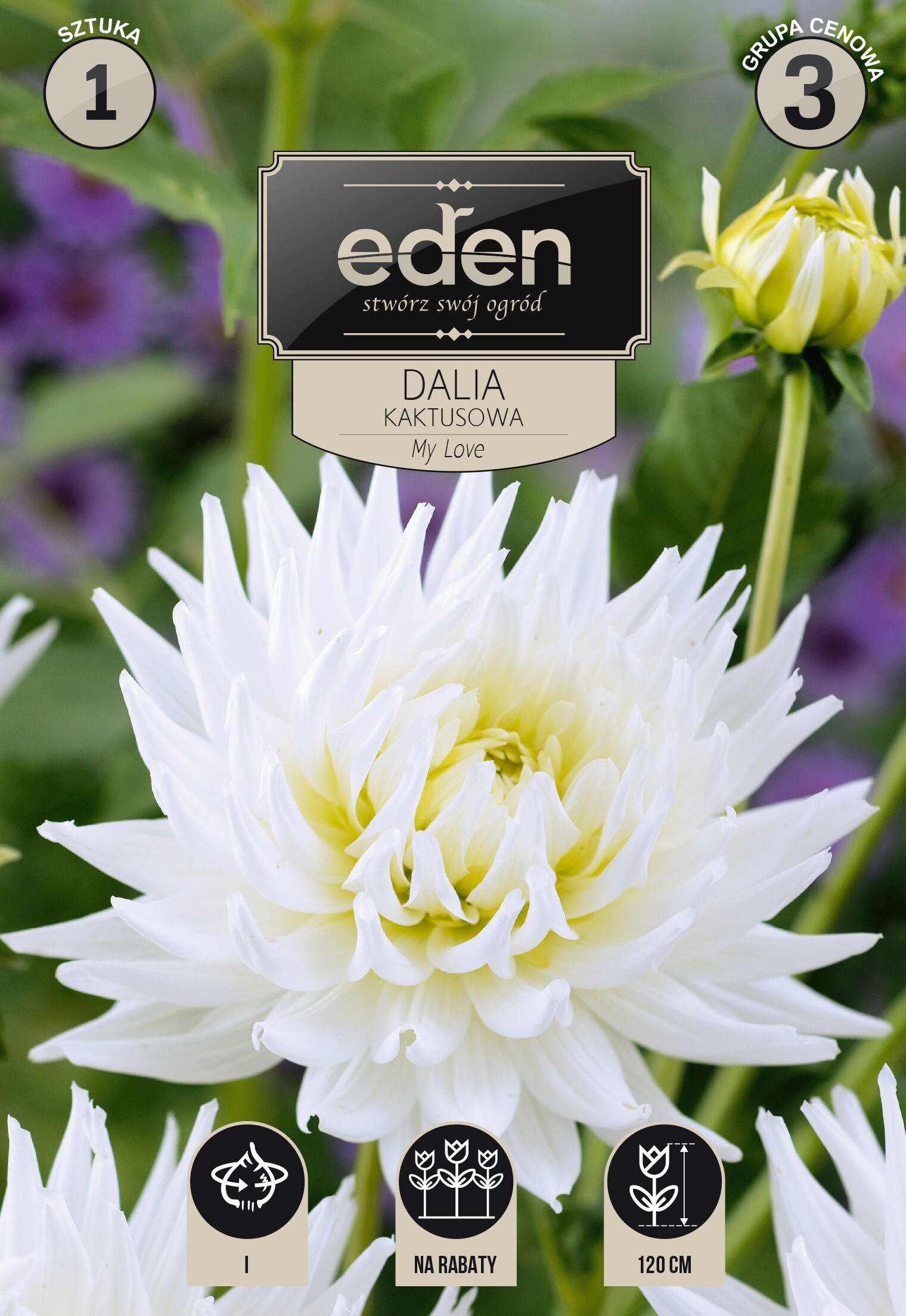 Dalia kaktusowa My Love 1 sztuka Eden